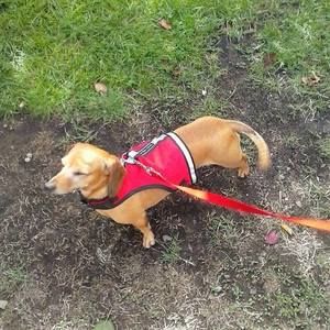 Meet your Posher, Stella